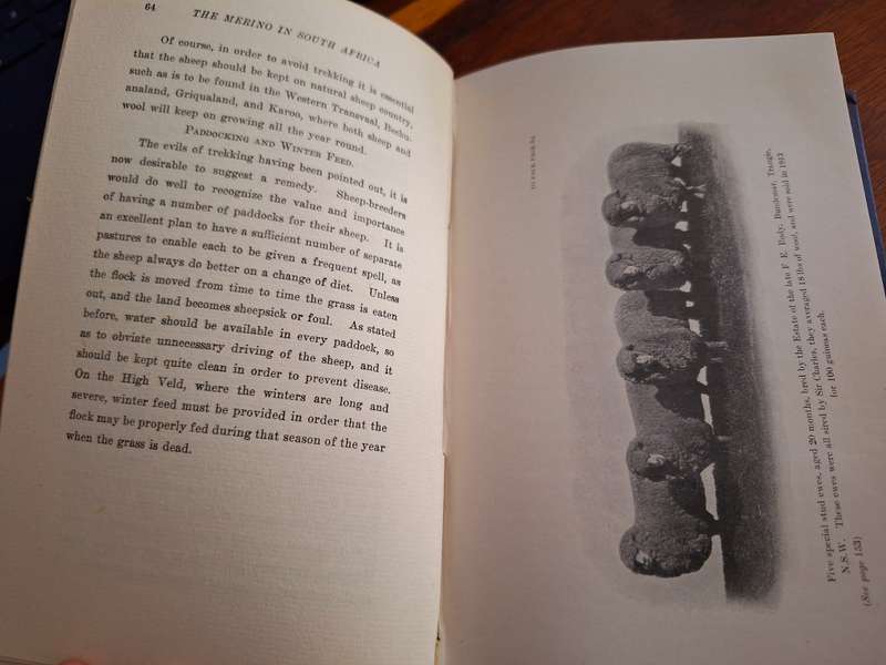 The merino in South Africa 1914 (Breeding and Management) Charles Mallinson