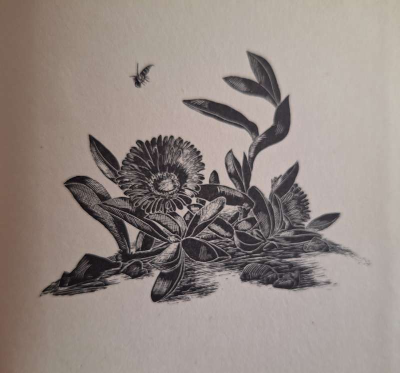 Slampamper-liedjies deur C Louis Leipoldt first edition 1936 Illustrations- Elsa Niemeyer Rare
