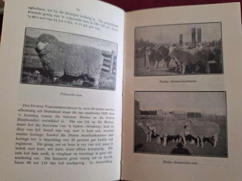 Skaapboerdery in Suid-Afrika deur CT van Rensburg 1948 Afrikaans text/rare