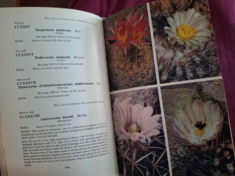 Cacti & other Succulents Volume 4  Edgar and Brian Lamb 1st edition 1966