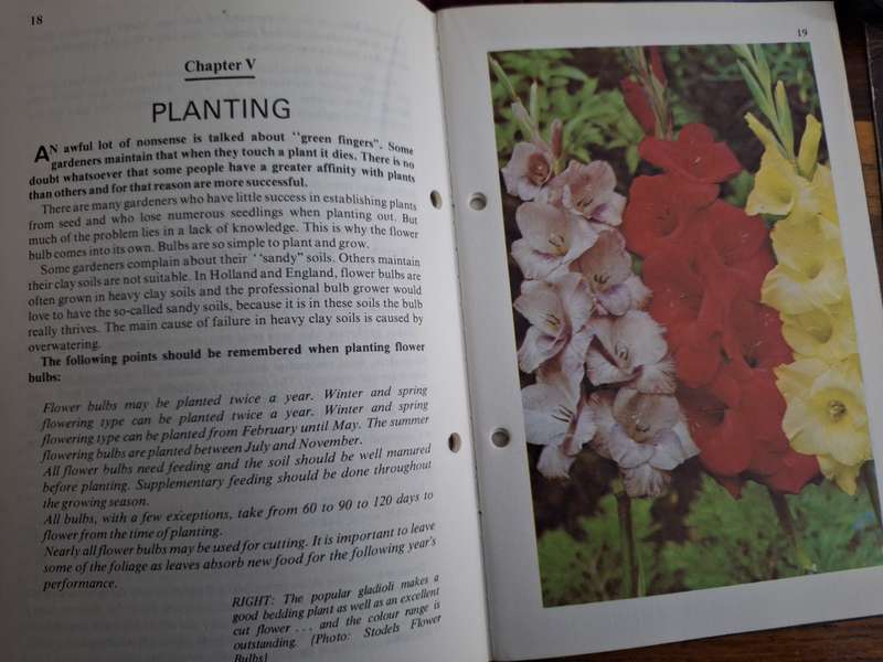Trouble Free Flower Bulbs-Capel Hemy