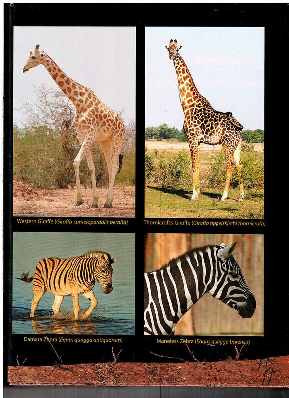African Game: Species and Subspecies - Stephen J Carton-Barber [First Edition]
