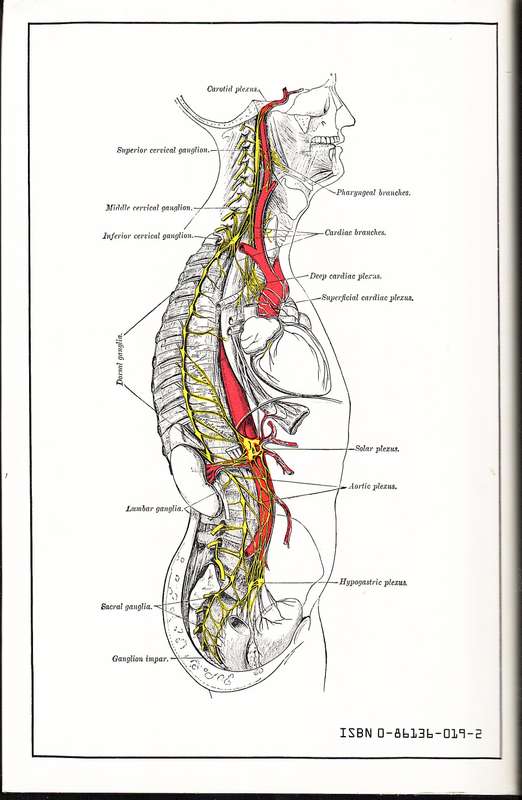 Gray's Anatomy (The Classic Collector's Edition) - Henry Gray