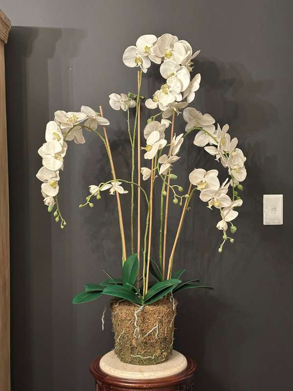 Large Statement Phalaenopsis Orchid