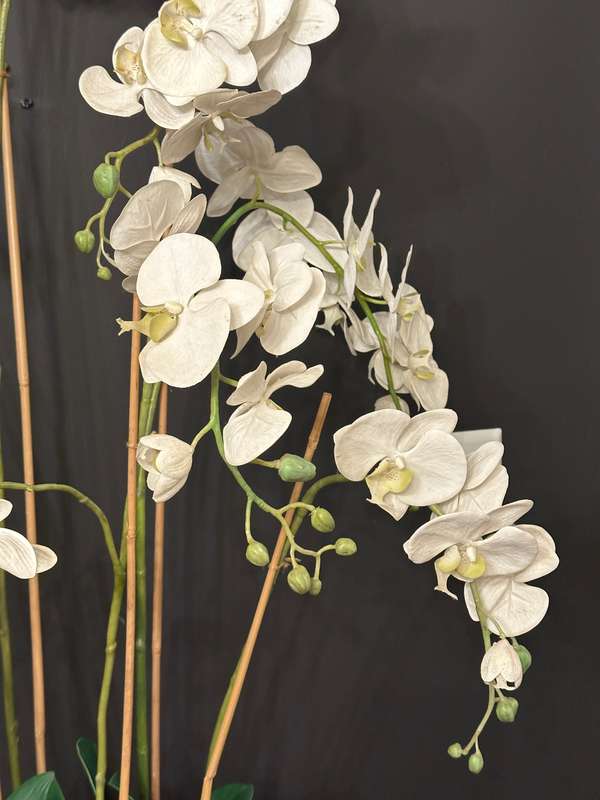 Large Statement Phalaenopsis Orchid
