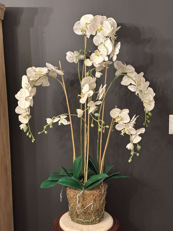 Large Statement Phalaenopsis Orchid