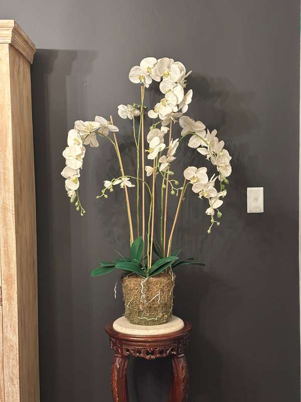 Large Statement Phalaenopsis Orchid