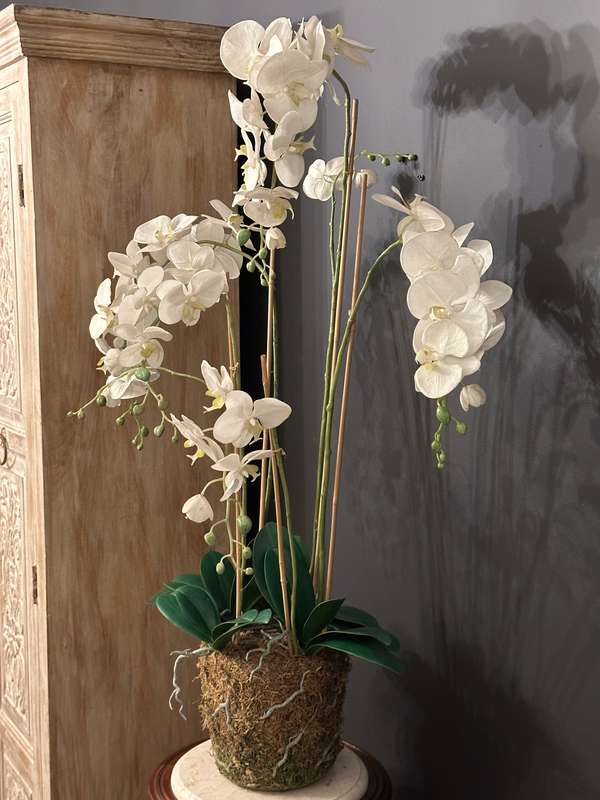 Large Statement Phalaenopsis Orchid
