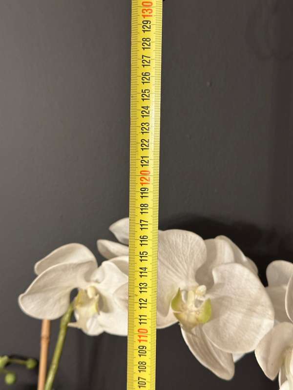 Large Statement Phalaenopsis Orchid