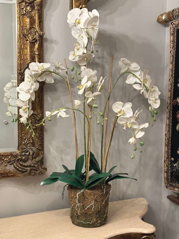 Large Statement Phalaenopsis Orchid