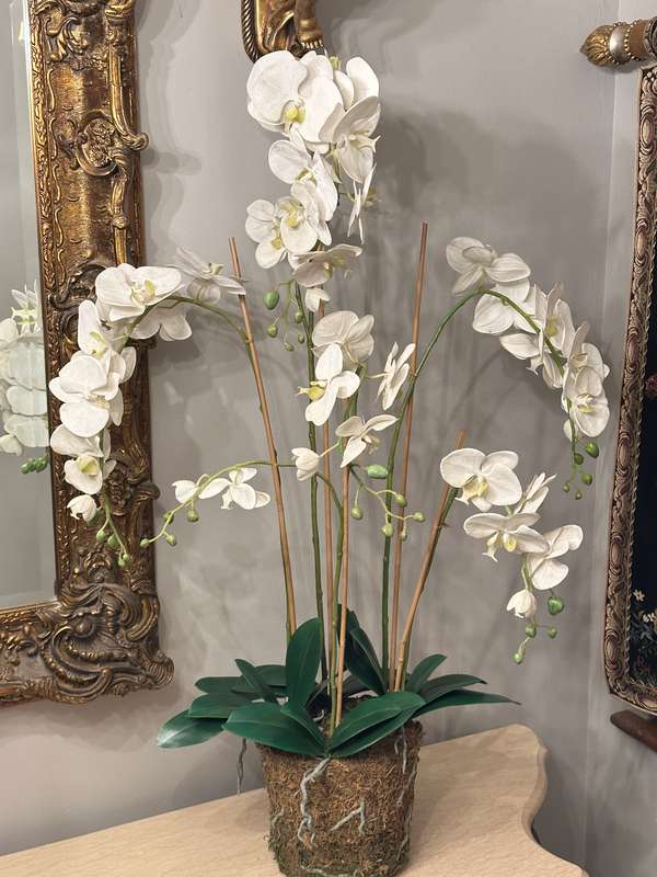 Exquisite Statement Phalaenopsis ORCHID