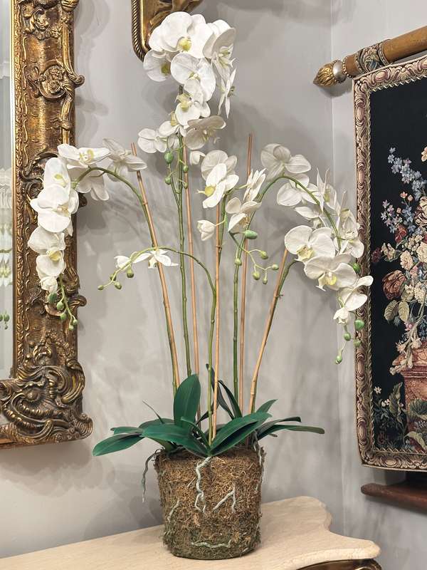 Exquisite Statement Phalaenopsis ORCHID