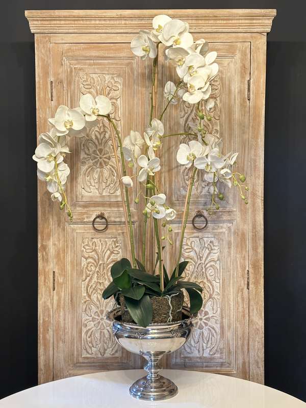 Large Statement Phalaenopsis Orchid