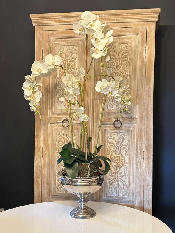 Large Statement Phalaenopsis Orchid