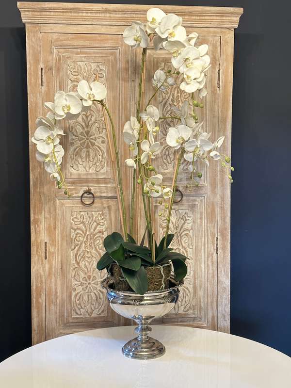 Large Statement Phalaenopsis Orchid