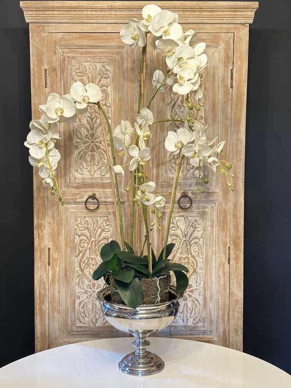 Large Statement Phalaenopsis Orchid