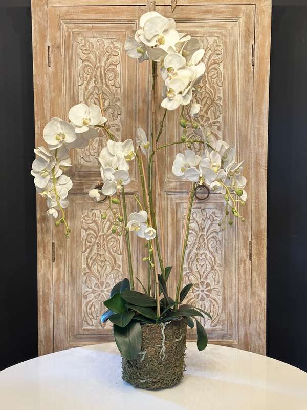 Large Statement Phalaenopsis Orchid