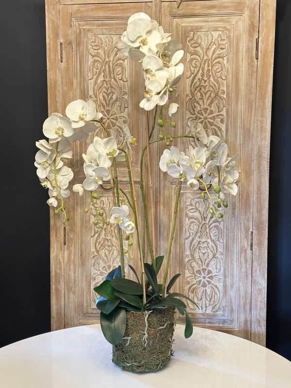 Large Statement Phalaenopsis Orchid