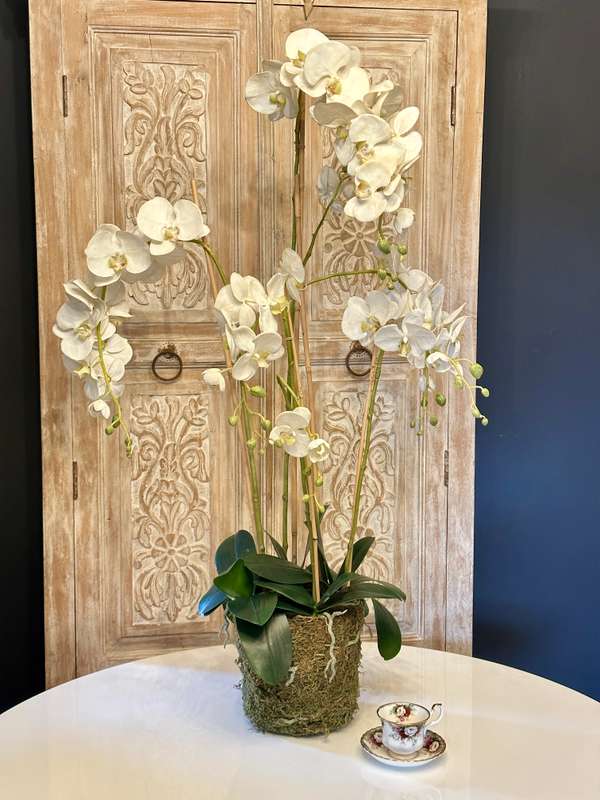 Large Statement Phalaenopsis Orchid
