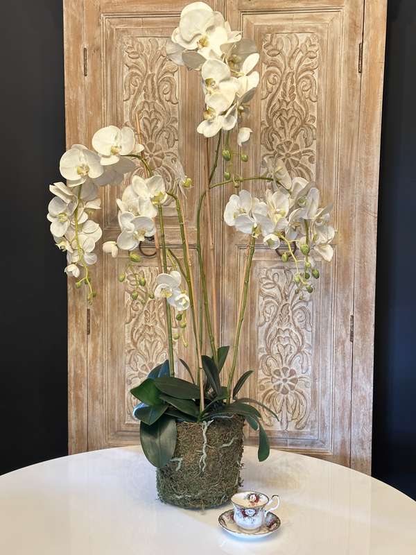 Large Statement Phalaenopsis Orchid
