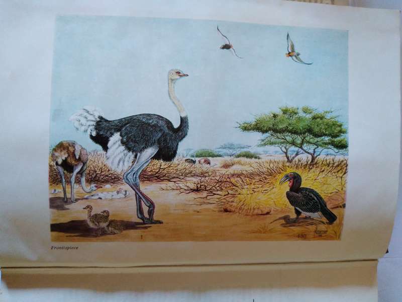 Robert's Birds of South africa by Mclachlan and Liversidge -1975