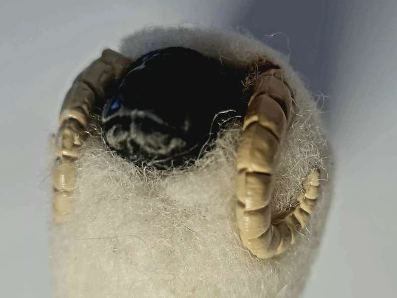 Toy ram. vintage