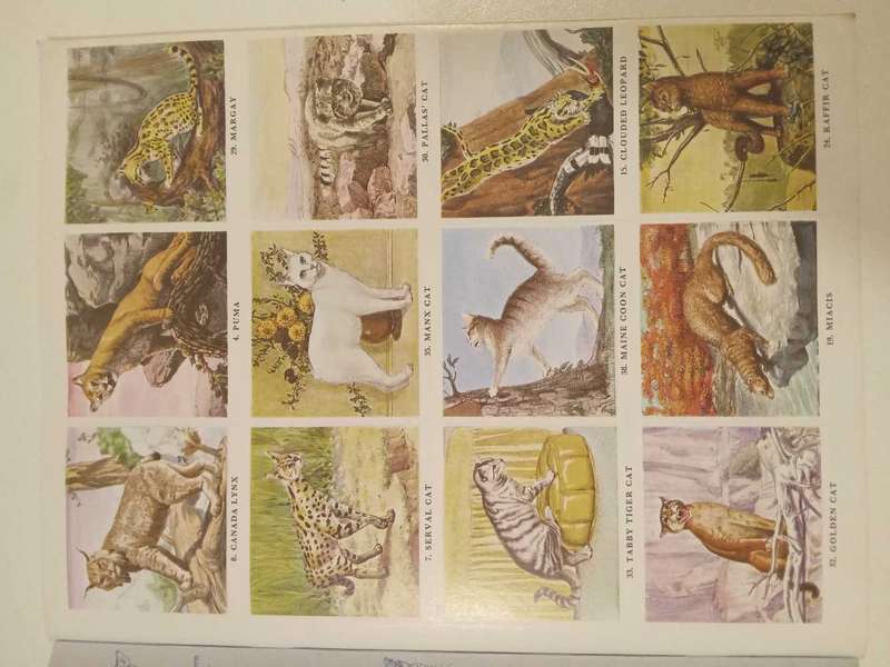 Vintage Stamp Book. The Gallery Stamp Book of Cats.