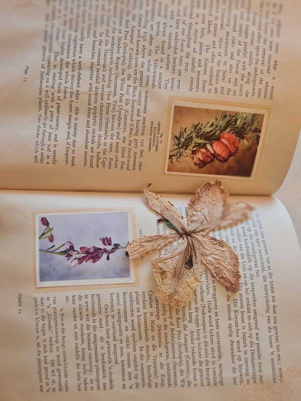 Ons Suid-Afrikaanse Plantegroei Cigarette card album