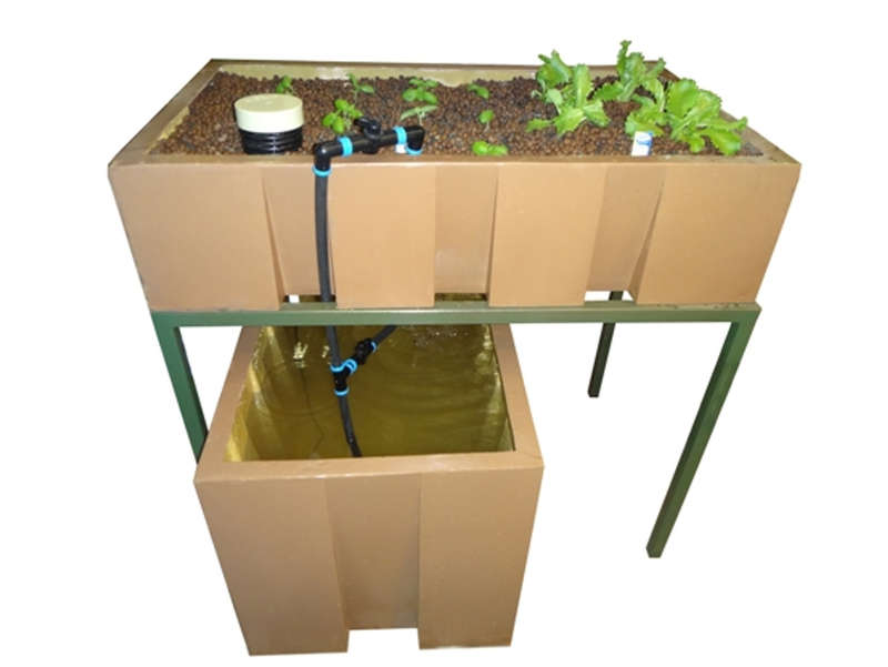 AquaEco System - 250L DIY Aquaponics