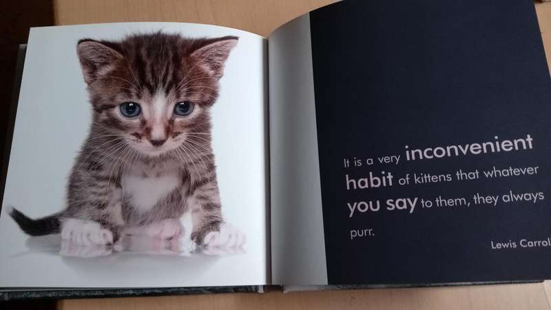 Quotable Cats  by Milly Brown