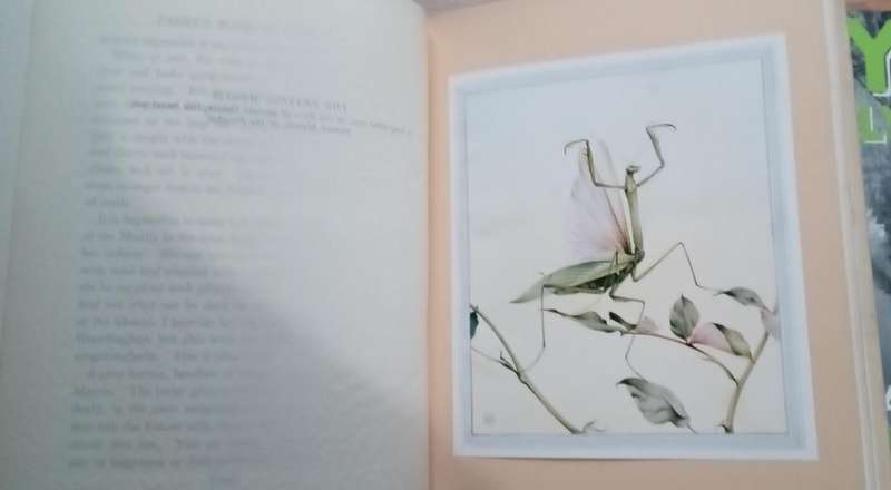 Fabre's Book of Insects 1936 E J Detmold Tipped-In Illustrated Plates