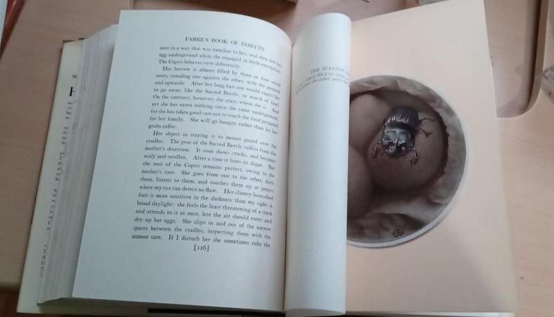 Fabre's Book of Insects 1936 E J Detmold Tipped-In Illustrated Plates