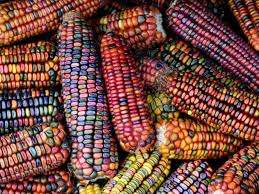Indian Corn Heirloom Mix 10 seeds
