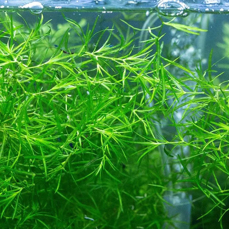 Guppy Grass (10 cm cuttings)