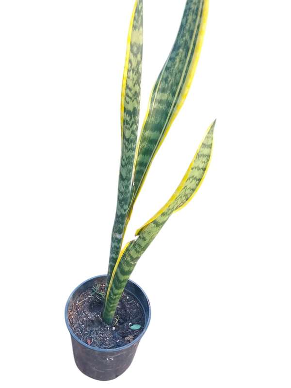 Snake Plant