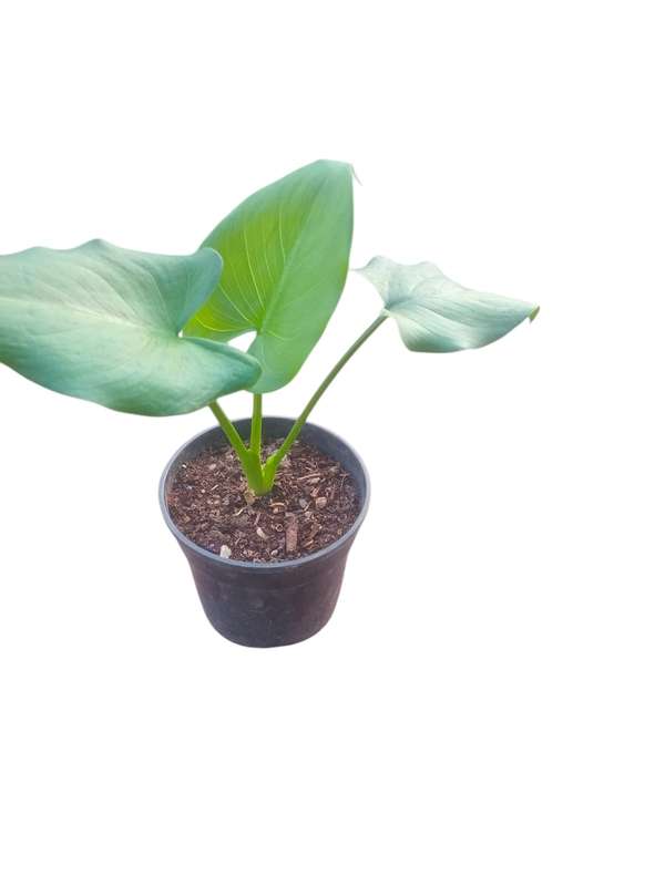 Elephant Ear Plant