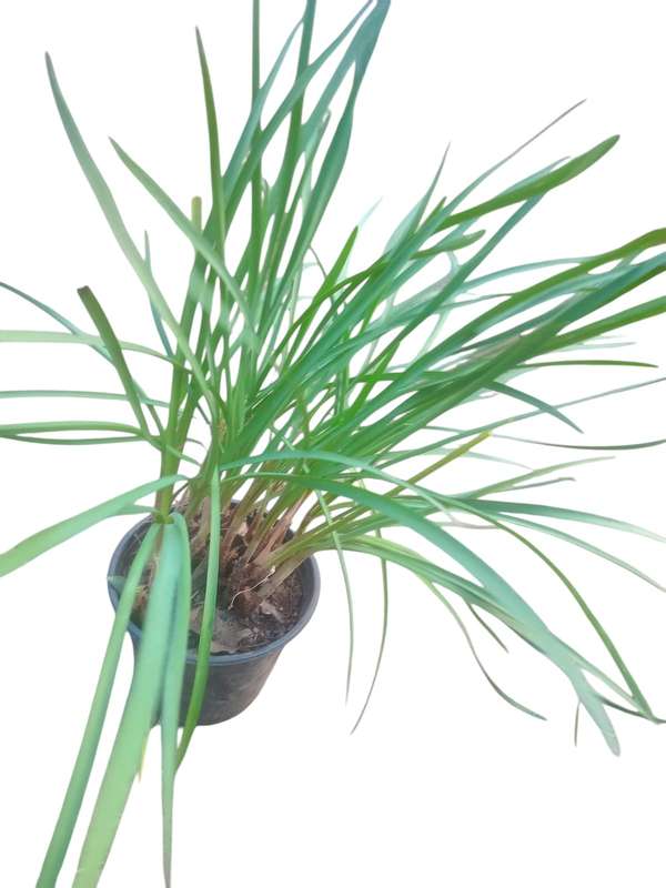 Society Garlic Plant