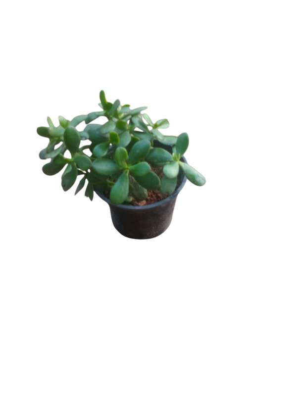 Jade Plant