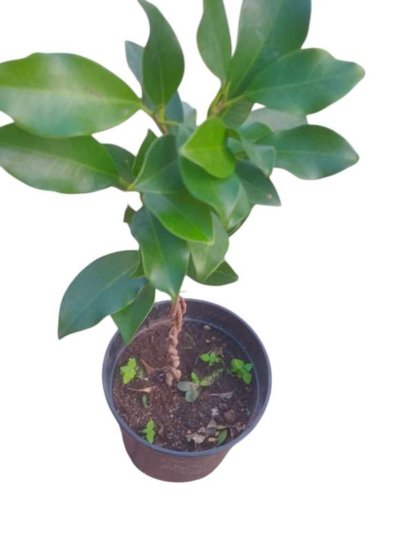 Ficus Plant