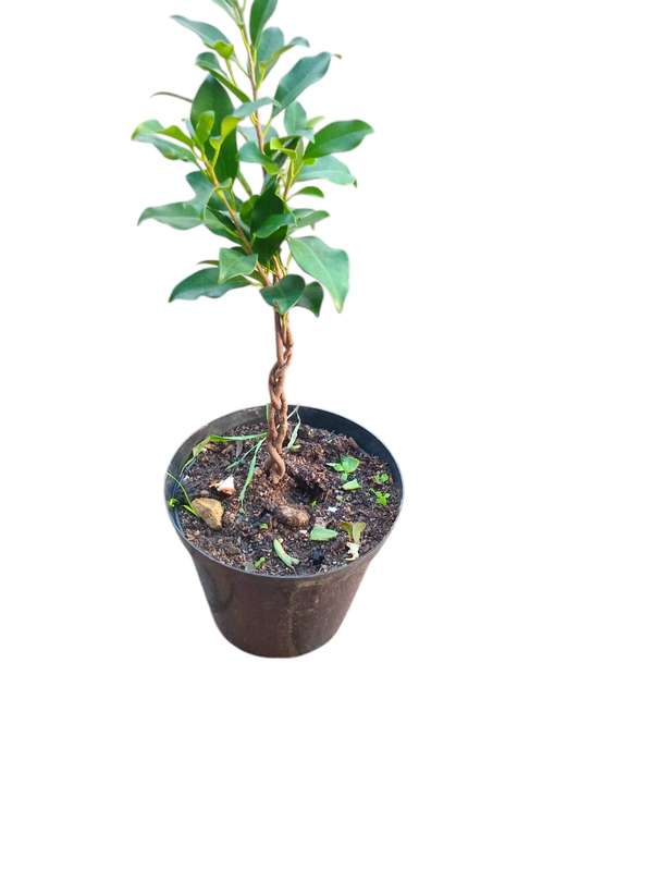 Ficus Microcarpa