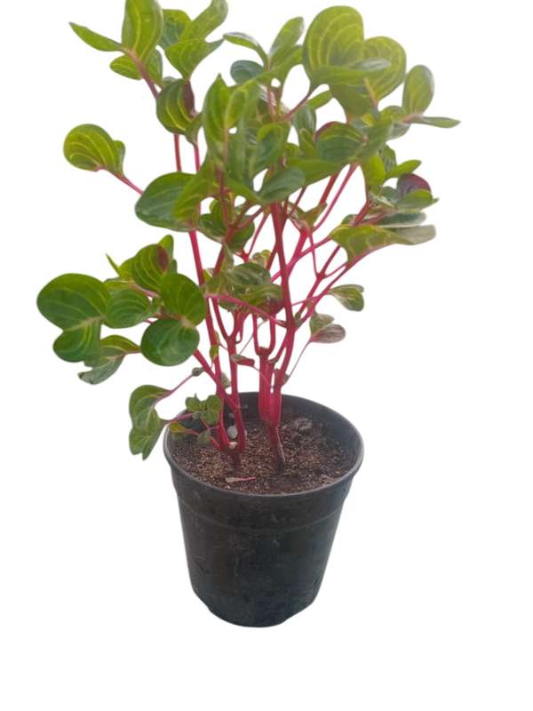 Beefsteak Plant