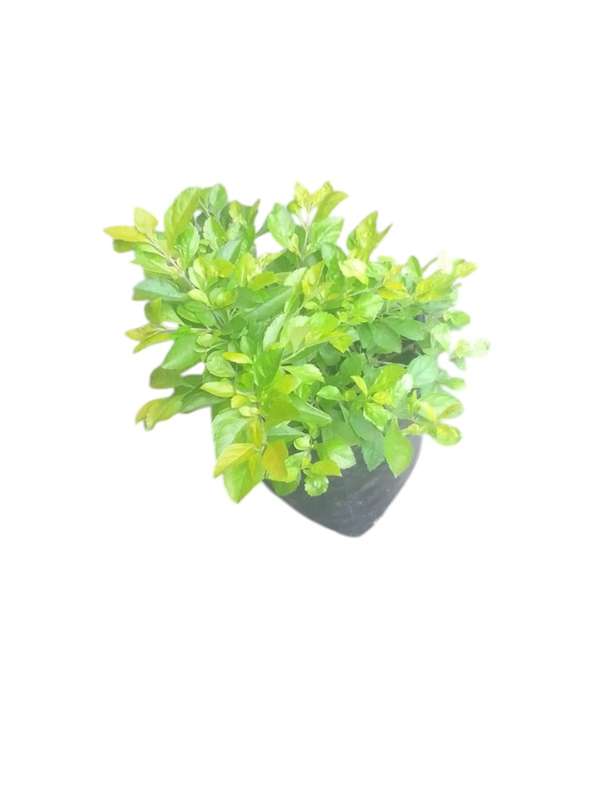 Duranta: A Burst of Color for Any Space