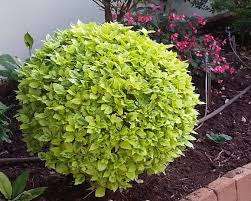 Duranta: A Burst of Color for Any Space
