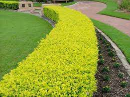 Duranta: A Burst of Color for Any Space