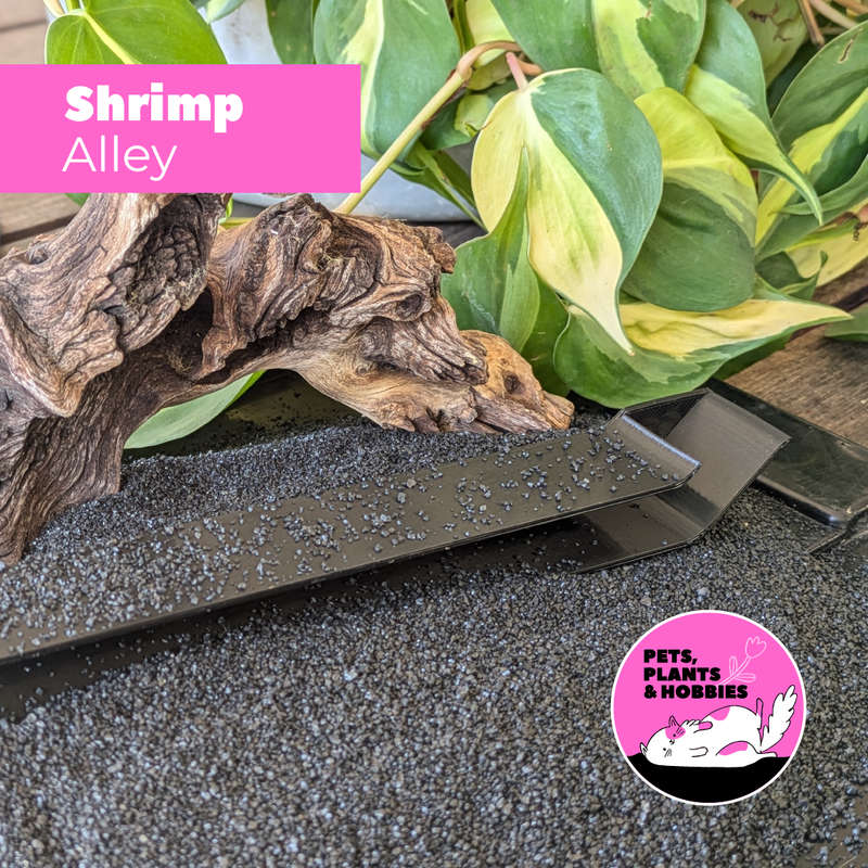 Shrimp Alley