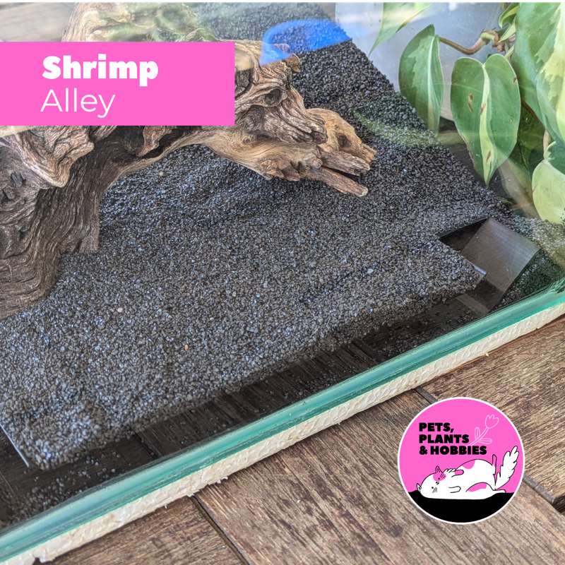 Shrimp Alley