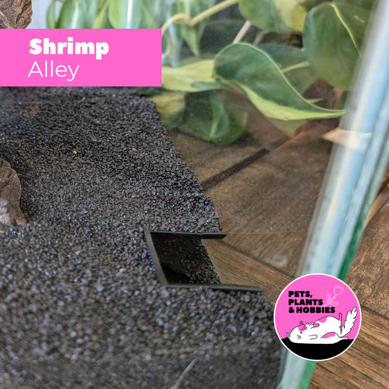 Shrimp Alley