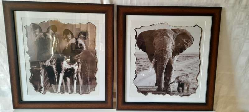 Animals Pictures