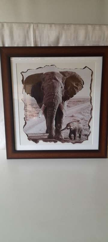 Animals Pictures