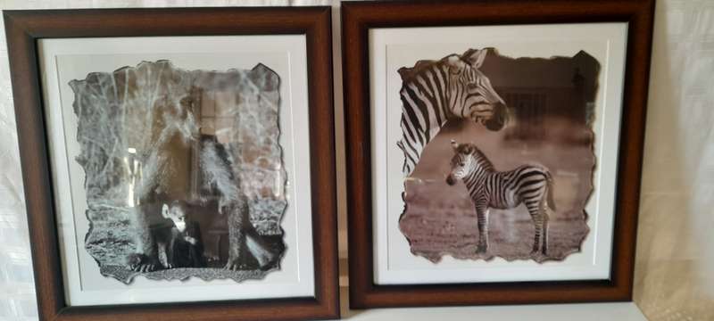 Animals Pictures